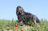 PETIT CHIEN LION 002